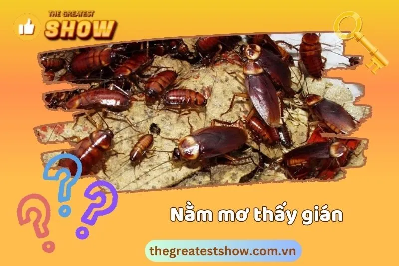 Mơ thấy gián có phải là điềm lành hay dữ?