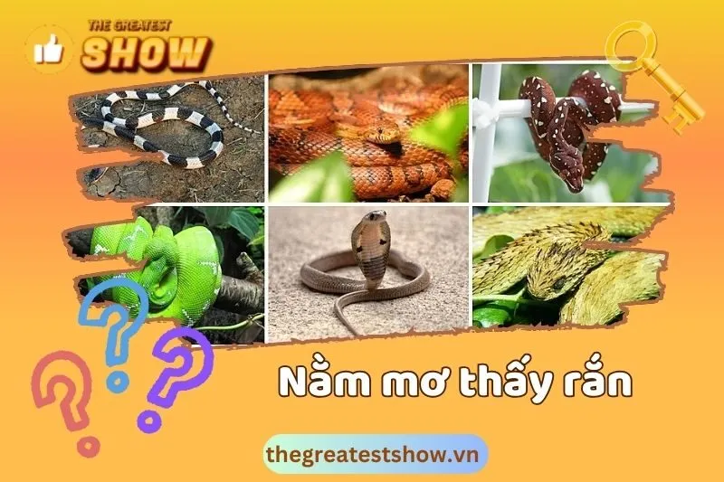 Nằm mơ thấy rắn là điềm tốt hay xấu?